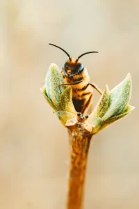 Journée mondiale des abeilles