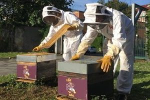 Récolte de miel